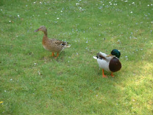 ducks.jpg